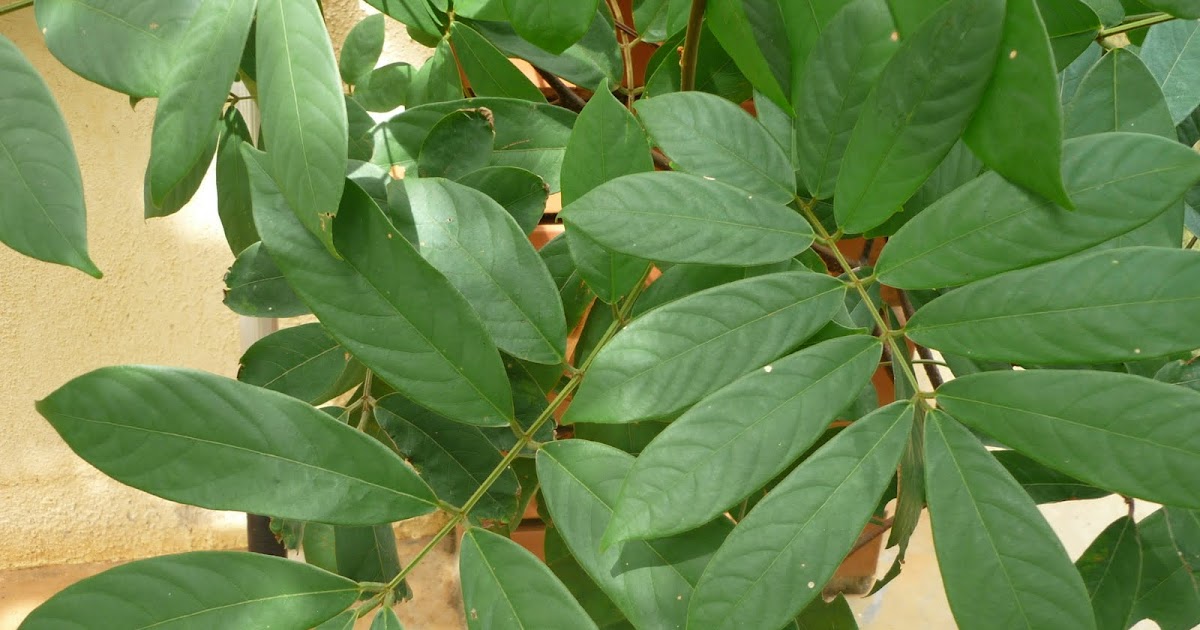 POKOK AKAR TUBA / DERRIS ELLIPTICA Agrobio Solutions Delivering