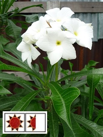 plumeria pudica common name landscape with trees pokok landskap agrobio solutions plumeria pudica common name landscape with trees pokok landskap agrobio solutions