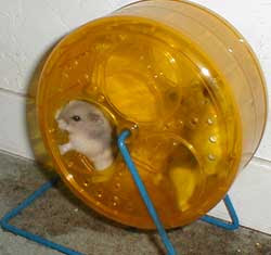 Hamsters rock!