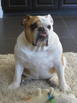 Dog Pees Every Hours Dog Pees Every Hours