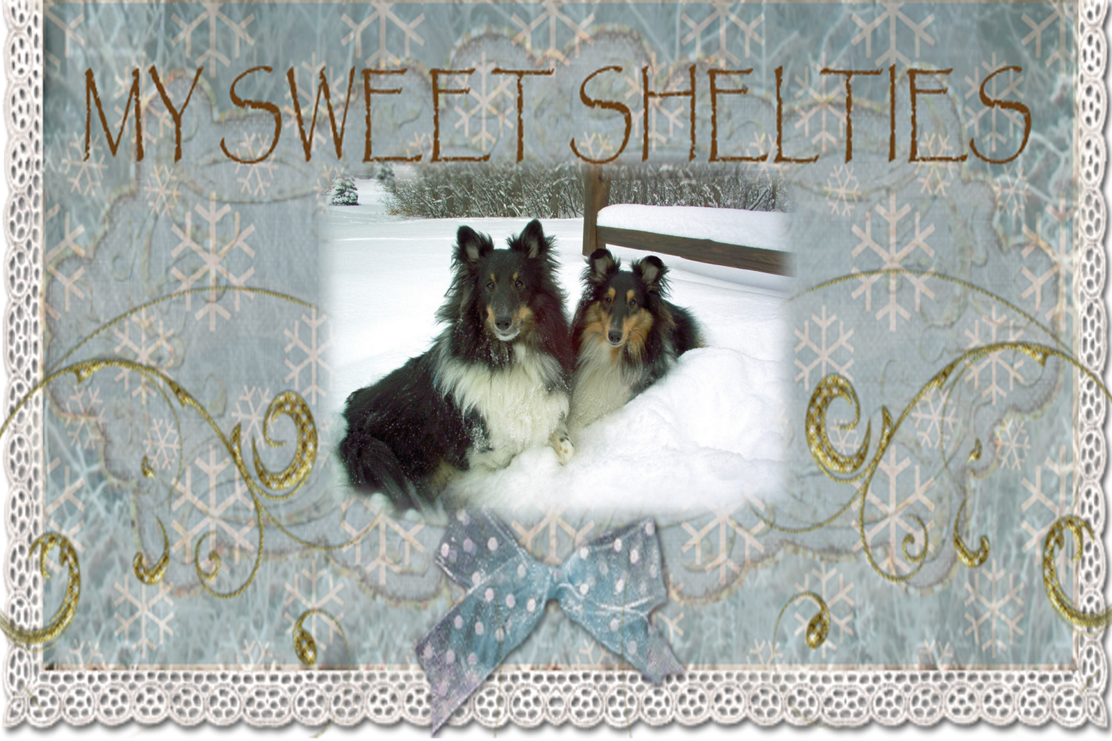 My Sweet Shelties