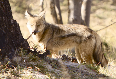 At the Baobab tree: Back in the game