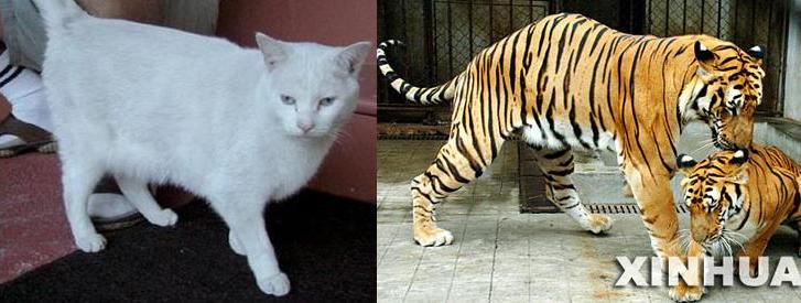 House Cat Tiger