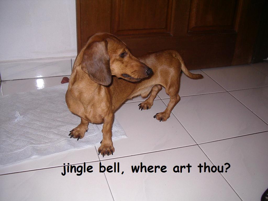 [Missing+Dog+Jingle+Bell.JPG]