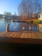 Allie and the swans