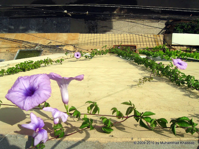 railway creeper ipomoea palmata