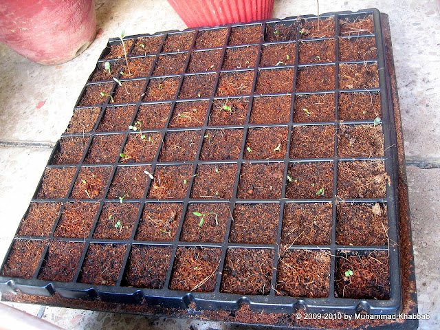 seedling paneri