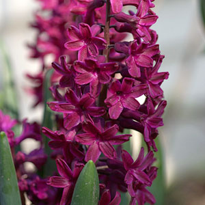 Hyacinthus 'Woodstock'