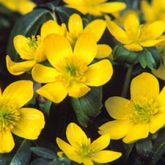 Winter Aconite