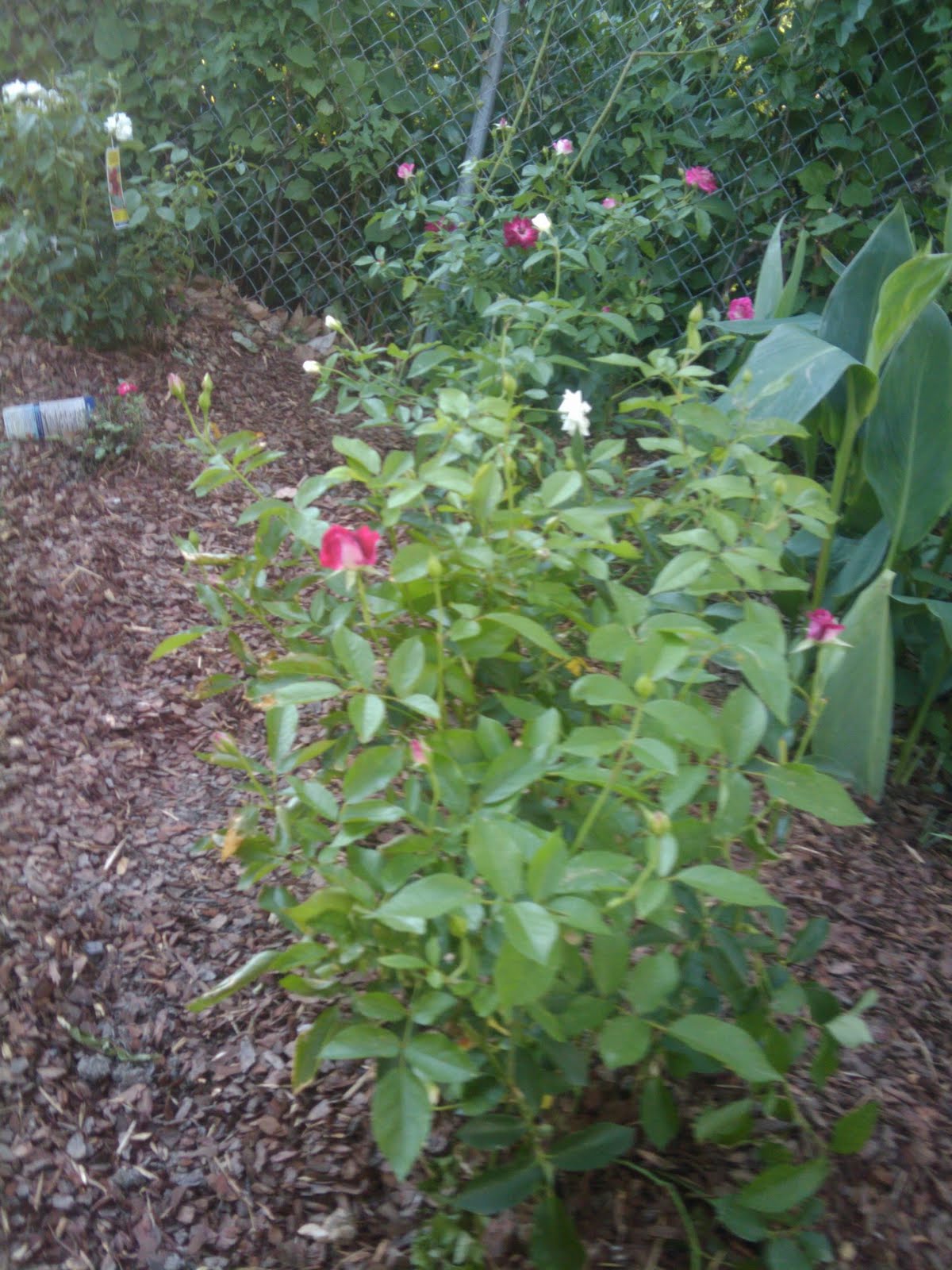 have a small rose garden