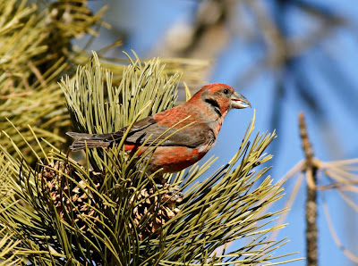 Red Crossbill