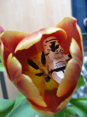 Un stormtrooper dans une fleur c est mignon