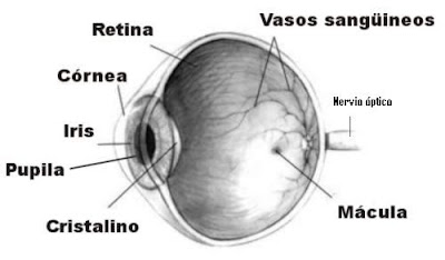 Imágen del ojo humano en la Wikipedia http://es.wikipedia.org/wiki/Imagen:Ojo_humano_nervio_%C3%B3ptico.jpg
