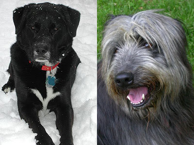 A healthy mixed-breed with shiny coat and bright eyes