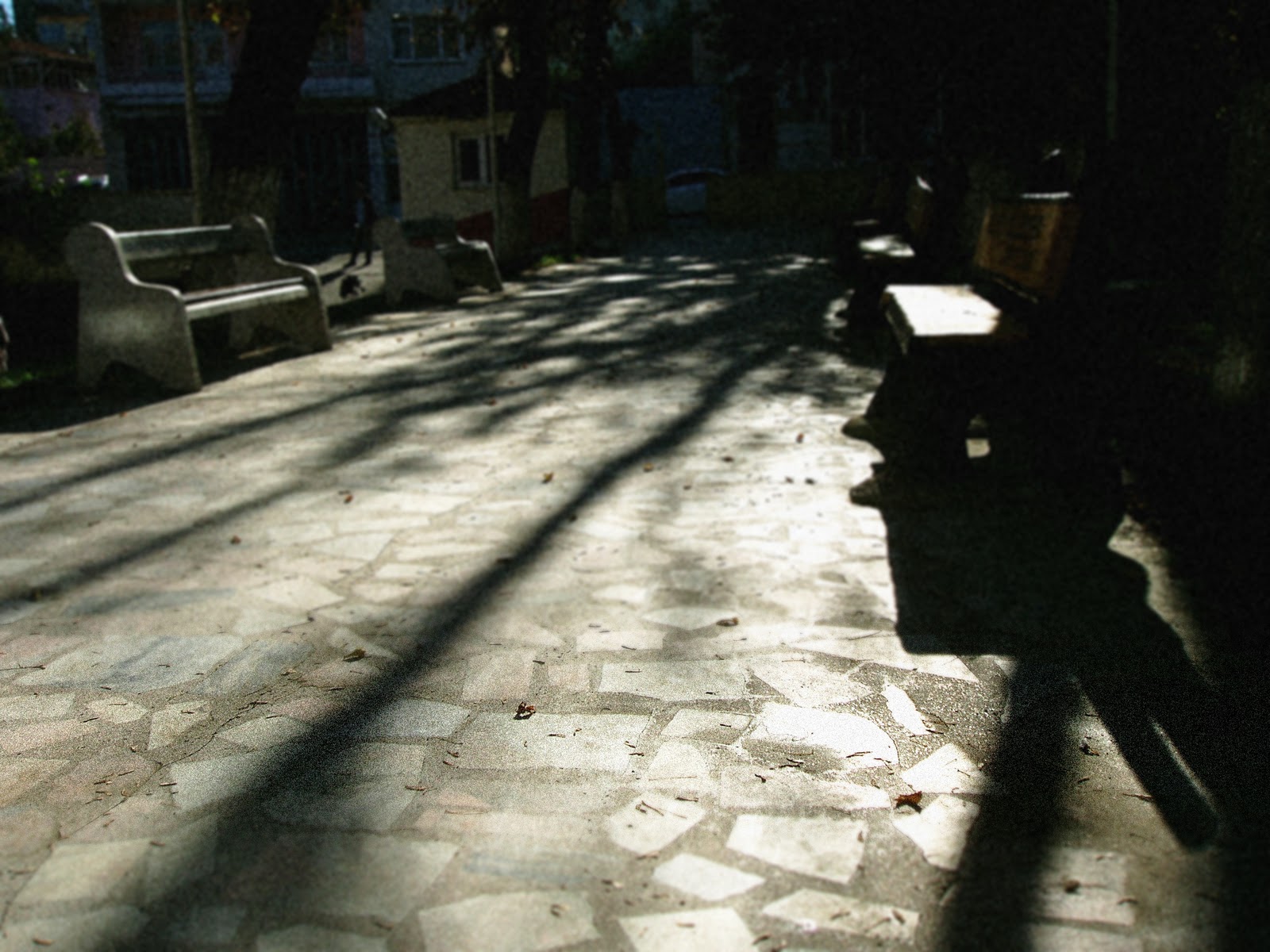 çello çalan kedi 01.10.2010 01.11.2010