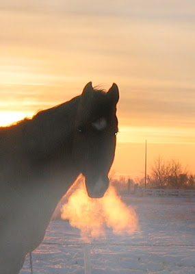 horse breathing fire