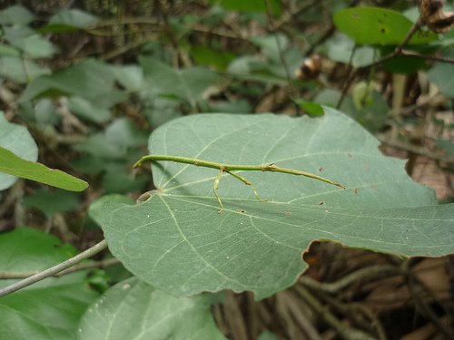 [stick_insect.jpg]
