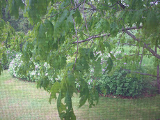 Oak Tree and Lilacs
