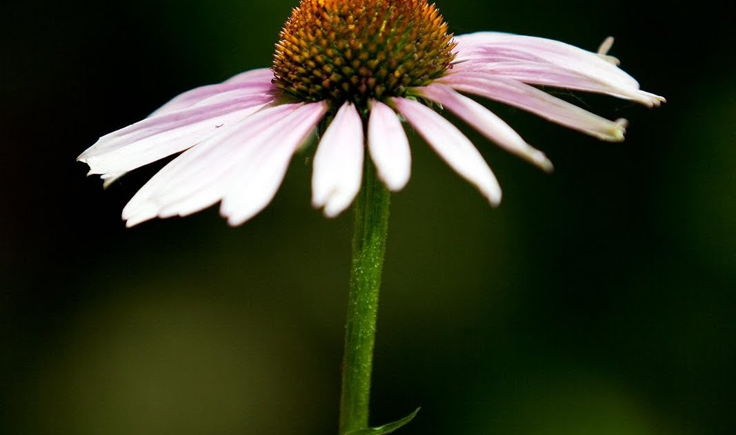Fernando Matias Photography Ottawa Ontario Ottawa Wedding