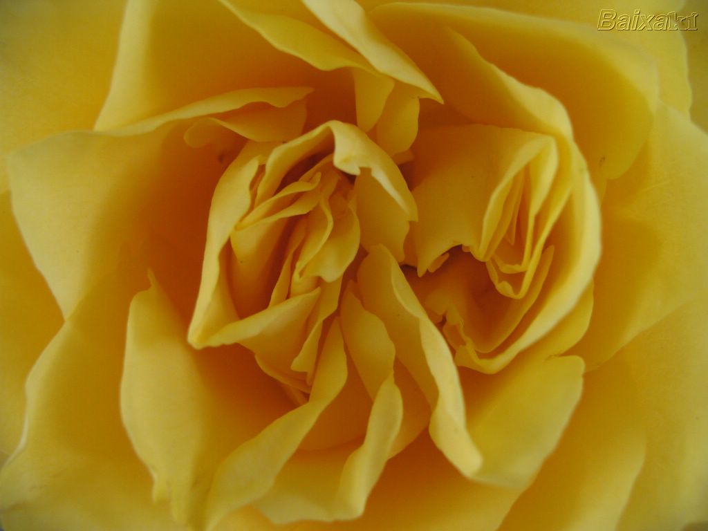 [BXK20729_rosa-amarela800.jpg]