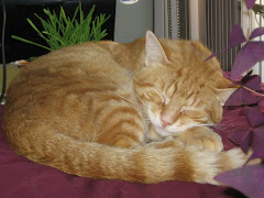 Cat Nap