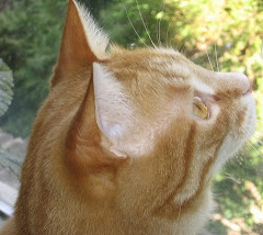 Bird watching