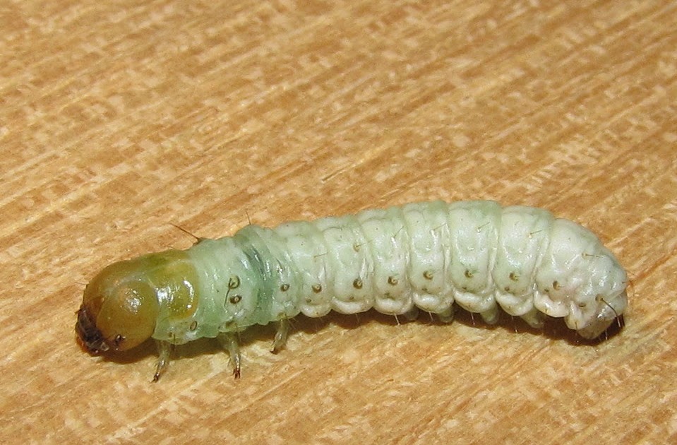 Bug Eric Carpet Caterpillar