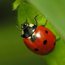 O Cantinho de Coccinelle