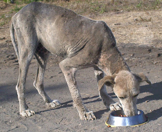 dog nicaragua redux chronicles sarna actually kind even sweet face he