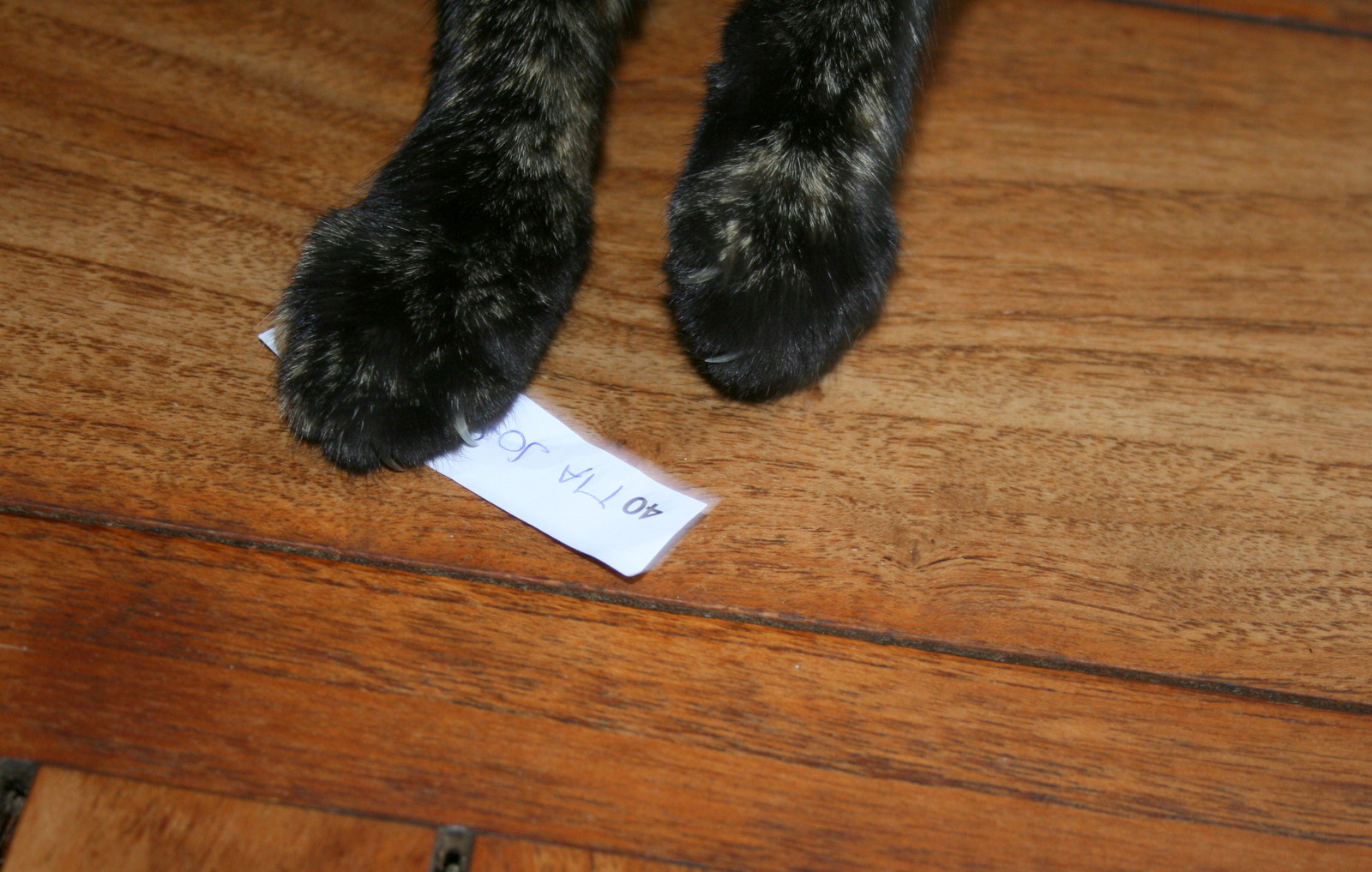 [chucky+sortea+018.JPG]