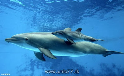 http://4.bp.blogspot.com/_-x7gqq9QJuA/TH4AWqp9SSI/AAAAAAAAQ5I/gJwtA7XZOEE/s1600/animals_vs_humans_04.jpg