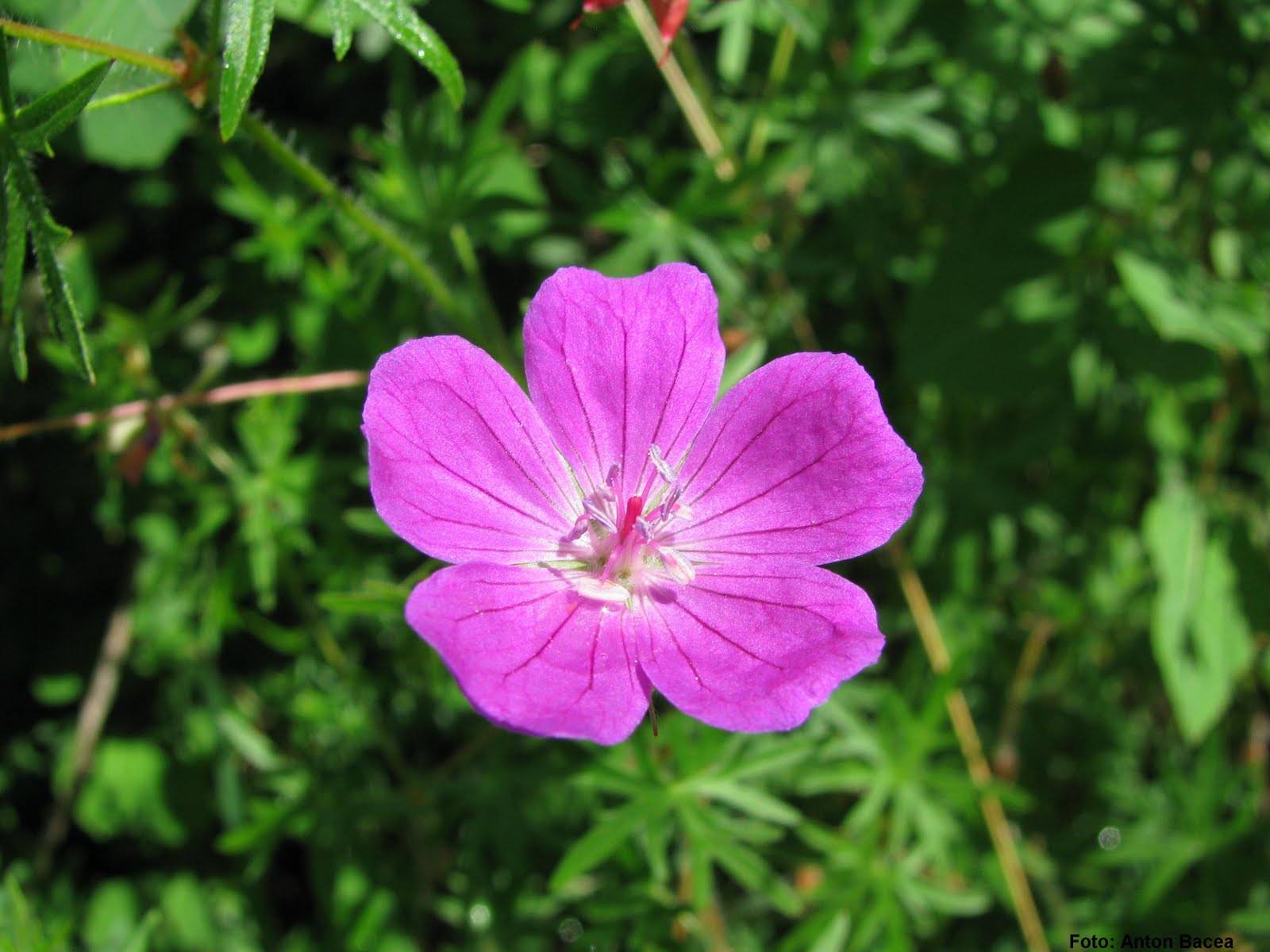 1.Yalancı Bahar  -  Cansel Elçin ve Fahriye Evcen   - Pagina 22 Geranium+sanguineum