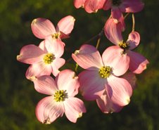 Dogwood+blossoms+pictures