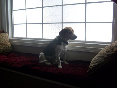 Winston sits in a bay window with a sad look on his face