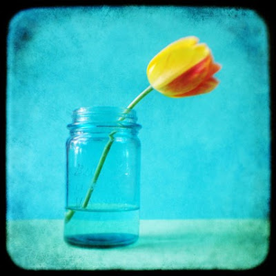 tty photography, flower, yellow, aqua, orange, turquoise, kitty rogers