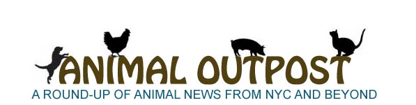 Animal Daily News