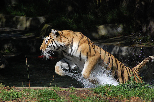 Divlje zivotinje Siberian+tiger+hunting