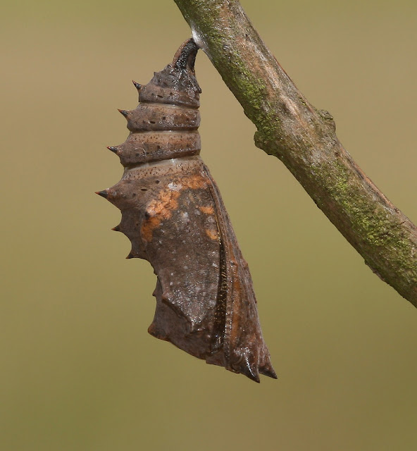 The Incredible Chrysalis The Ark In Space