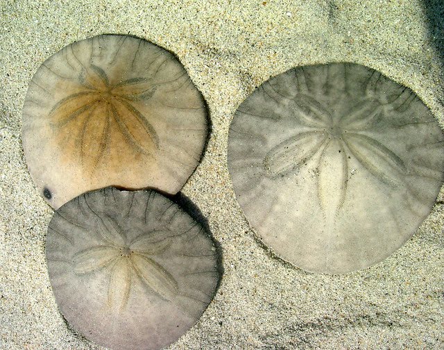 The Sand Dollar the Animal that Can Clone Itself The Ark In Space