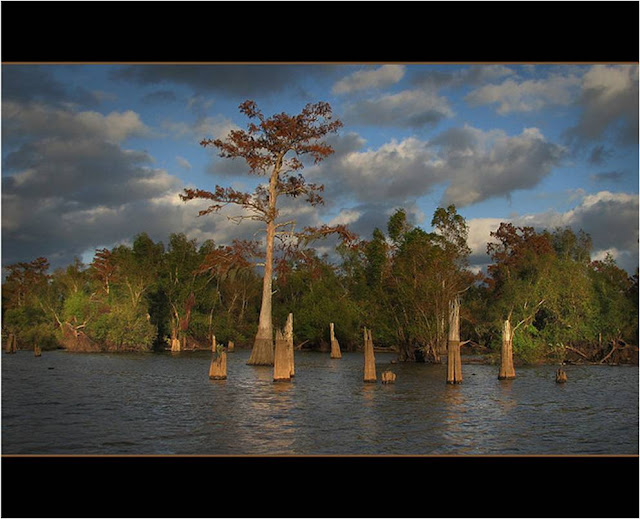 Atchafalaya the Biggest Swamp in the States Kuriositas
