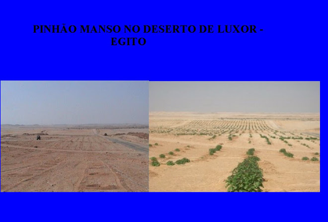 Pinhão Manso no deserto