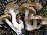 Fat Of The Land Fried Chicken Mushroom