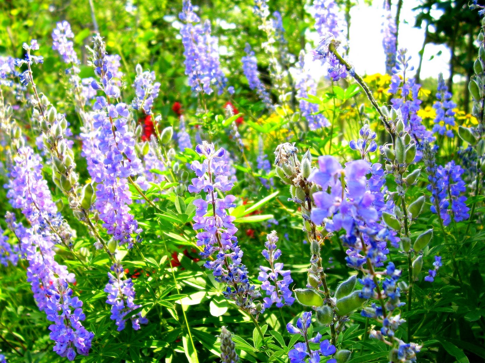 [purple+wildflwers.jpg]