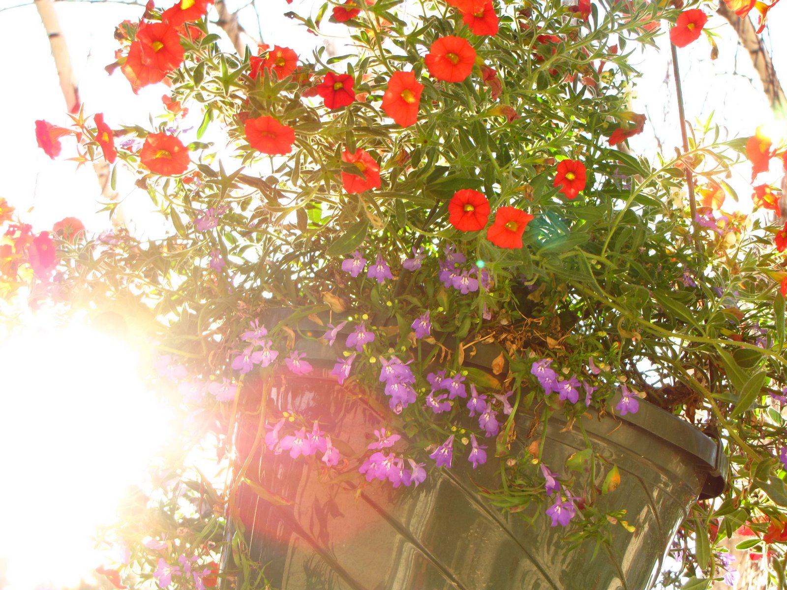 [hanging+flower+basket.jpg]