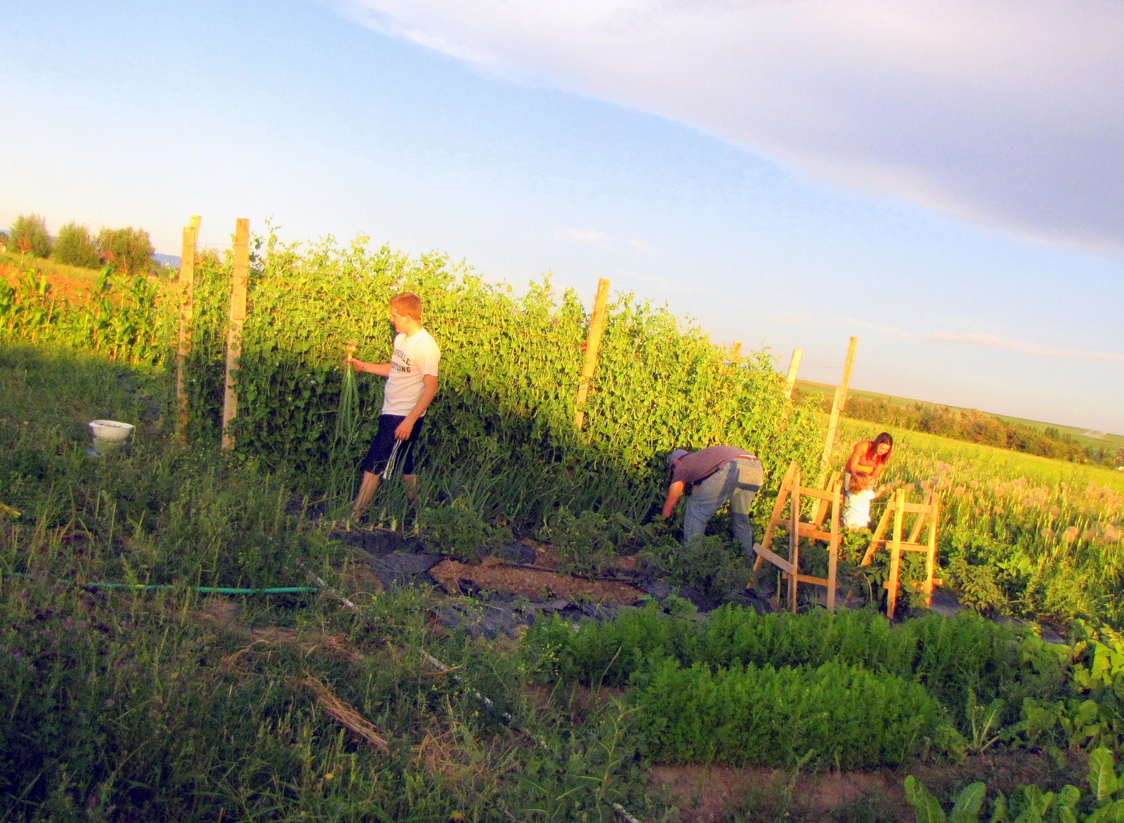 [garden+at+Josh's.jpg]