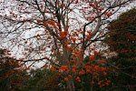 BLOSSOM IN SELOREJO