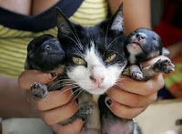 Heboh! Kucing Melahirkan Dua Ekor Anjing di Kabupaten Sidrap Sulawesi Selatan Heboh! Kucing Melahirkan Dua Ekor Anjing di Kabupaten Sidrap Sulawesi Selatan