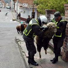 policia_requisando_una_oveja.jpg