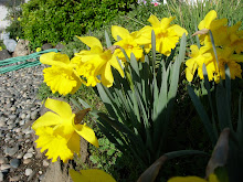 This past springs daffodils.
