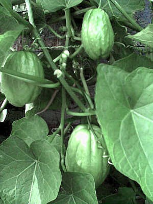 chayote fruit american spiny latin aztecs spanish planta gourd cook